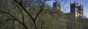 tree branches, durham cathedral