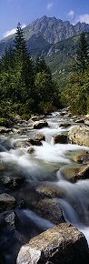 stream in the roztoki dolina, poland