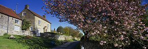 cherry blossom at hutton le hole - ym0216 