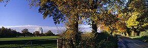 autumnal road at jodrell bank