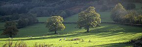 trees and shadow, herefordshire